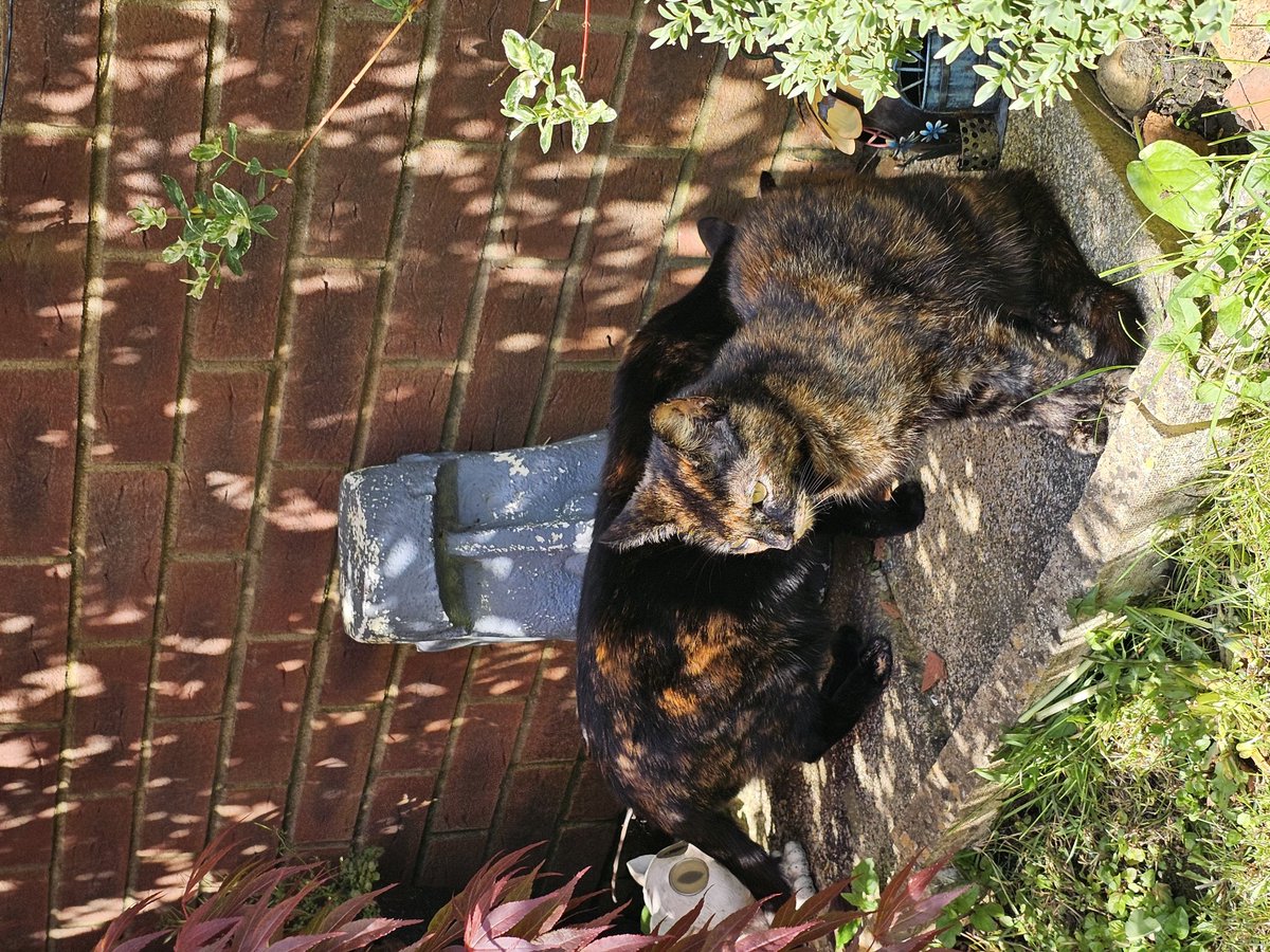 #TortieTuesday they have tortitude but so loving as well.