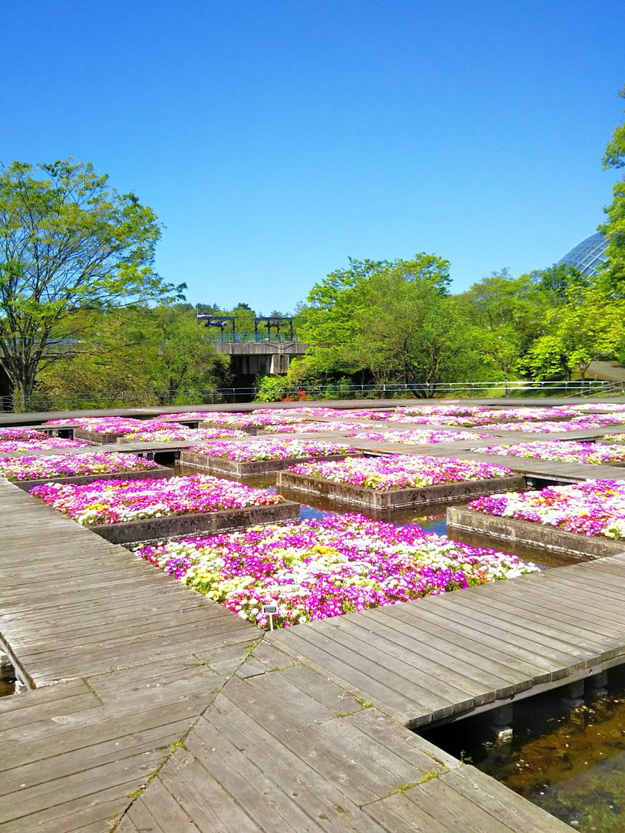 日本最大級のフラワーパーク🌺
とっとり花回廊は四季折々の花を
一年中楽しめる花の楽園ですଘ(੭* ˊ ᵕ ˋ )੭