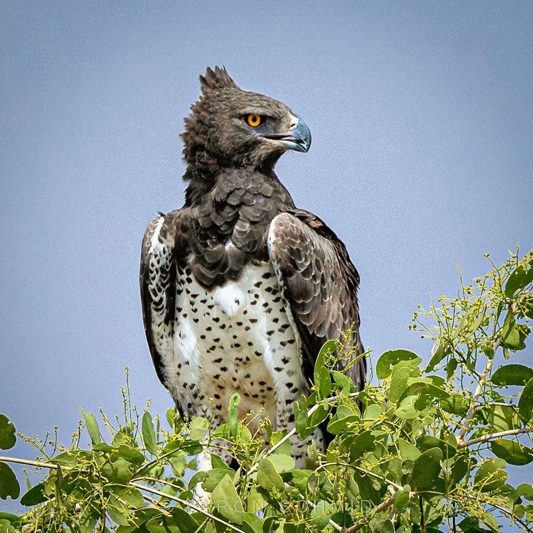 Meet Africa's largest eagle, the Martial Eagle! With a wingspan of 6ft & a weight of 14lbs, it can effortlessly snatch up a baby gazelle & carry it to a nearby tree. Witness this master hunter bird during your Uganda Safari in Queen Elizabeth National Park with us. 📸Courtesy