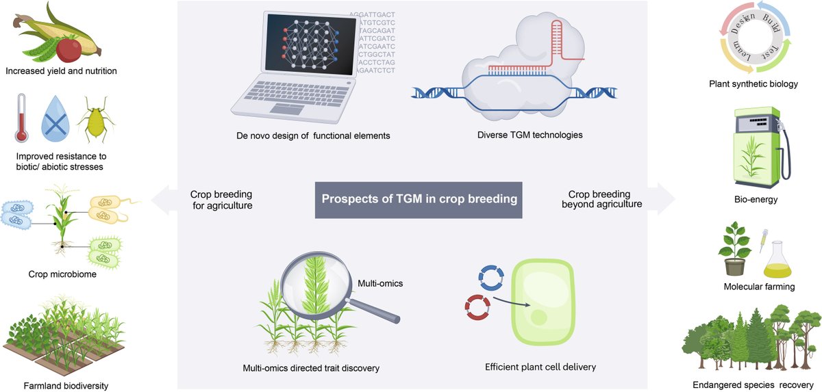 Modern #cropbreeding is evolving with precision, thanks to groundbreaking #geneediting technologies. 🧬 ✂️ 🌿 The review outlines the advancements in the field, covering technical innovation, and future research perspectives and challenges. More: phys.org/news/2024-04-a…