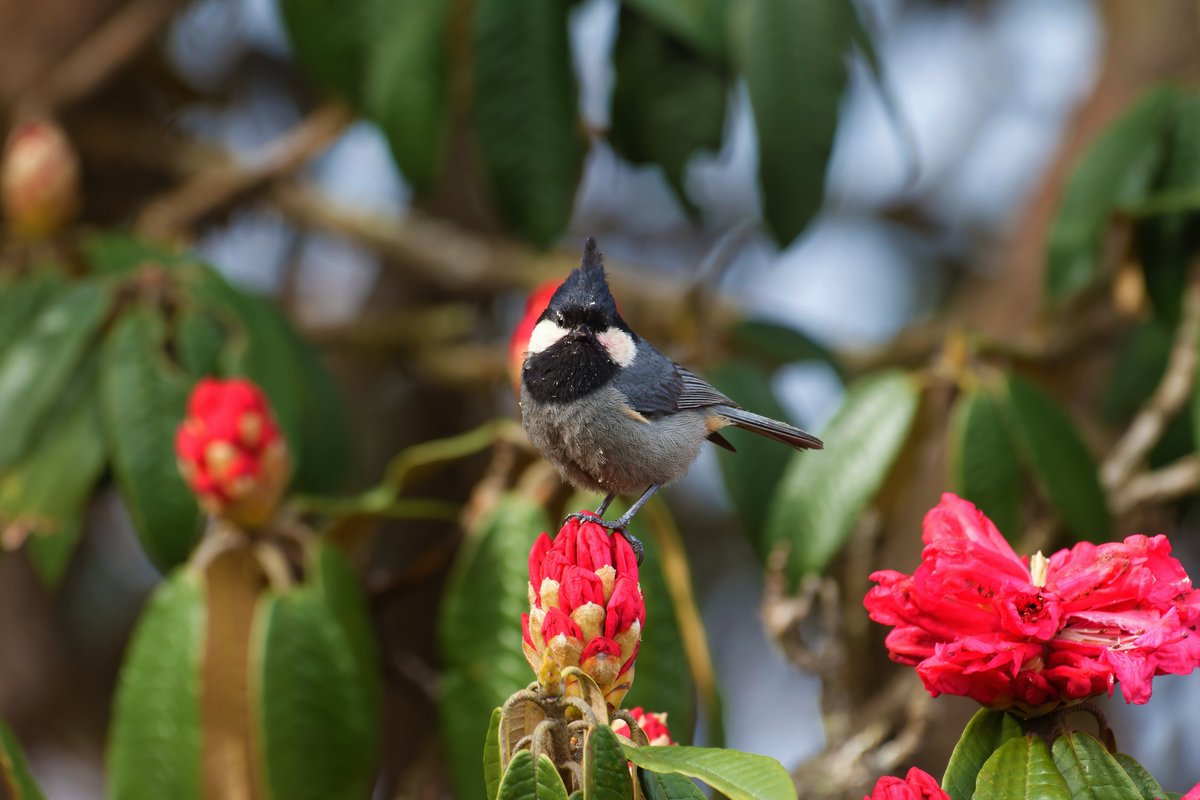 Birds of the Asian Forests: Exploring the Rufous-Vented Tit!

@pargaien @UKNikon #indiaves @Natures_Voice #ThePhotoHour #BBCWildlifePOTD @AnimalPlanet @DiscoverKorea_ @WildlifeMag @NikonUSA #natgeoindia #BirdsOfTwitter @DiscoverMag #BirdsSeenIn2024 #birding @BNHSIndia #birds