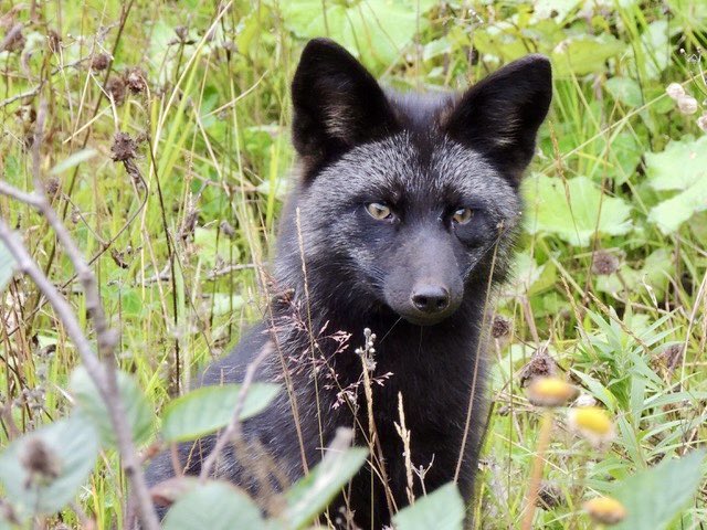 This little fox had his eyes on me while he was out hunting around for some breakfast. Cute little fellow.