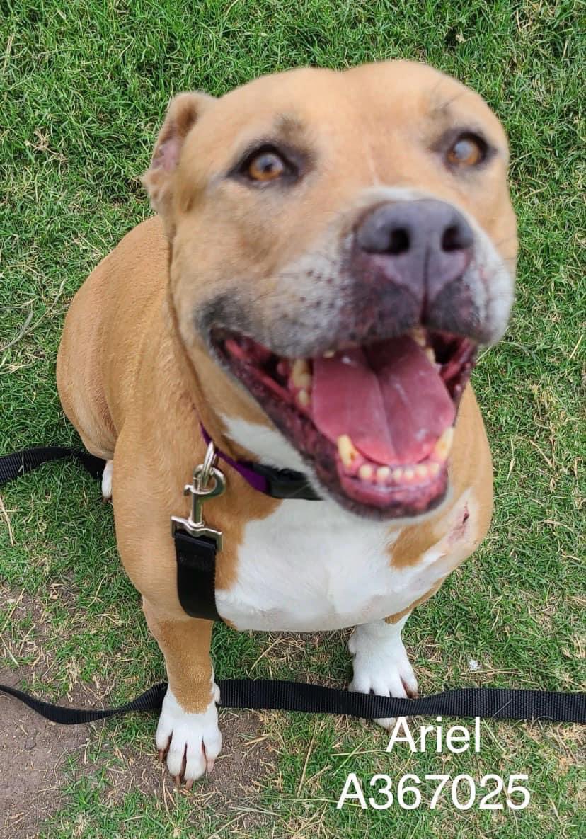 ARIEL #A367025 is a radiant,smiling girl,so full of life &amp; love! She will absolutely steal your heart if u save her precious life. So sweet, amazing personality,eager to plz,ready to b loved! WE can't let her Die! PLZ #ADOPT #FOSTER OR #PLEDGE TO ATTRACT A RESCUE #CorpusChristi