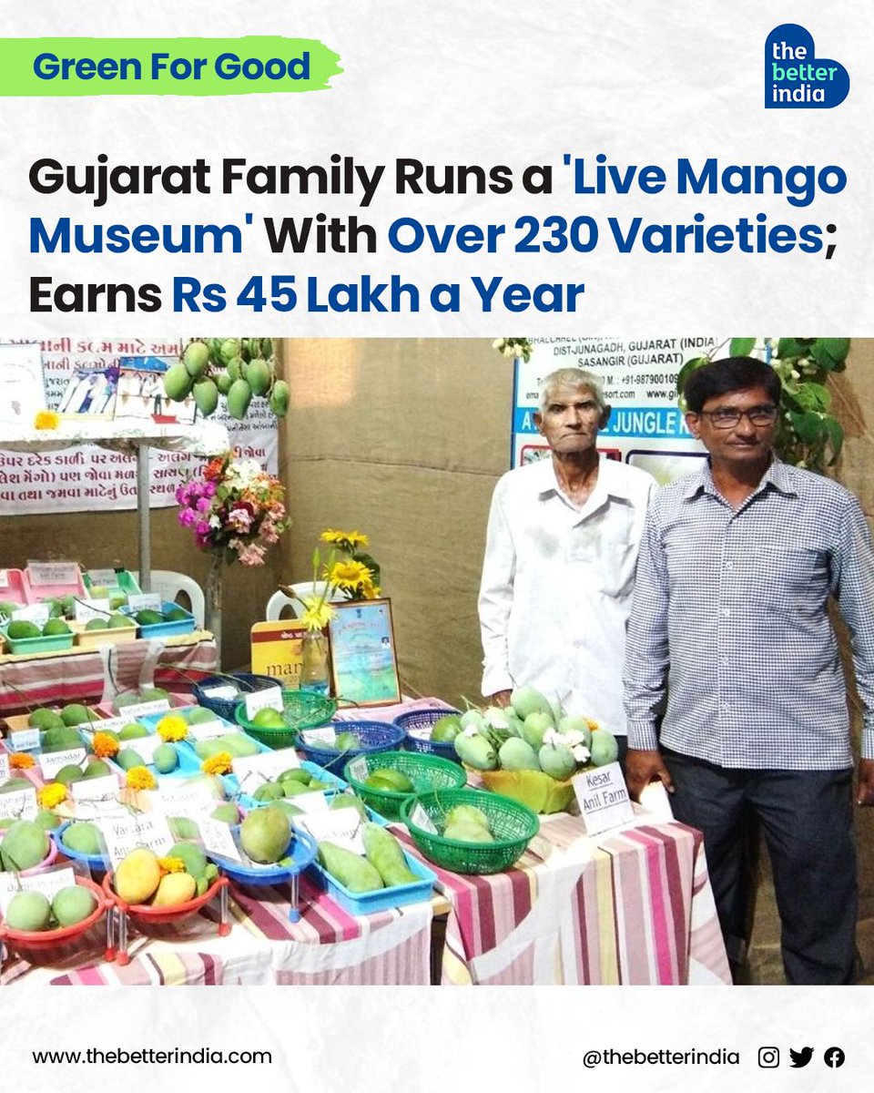 Nestled in Bhalchhel village, Gujarat, lies a labour of love, three decades in the making.

#MangoLovers #India #Mangoes #MangoOrchard #Gujarat #Summer #mango #farming

[Mango orchard, Gujarat, Jhariya family orchard, Anil Mango Farms and Nursery]