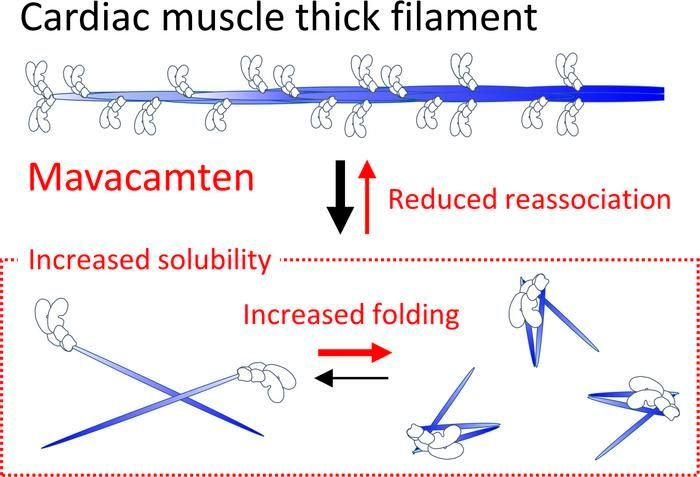 Myosin folding boosts solubility in cardiac muscle sarcomeres: buff.ly/4diyckm @uvmvermont #Cardiology #MuscleBiology