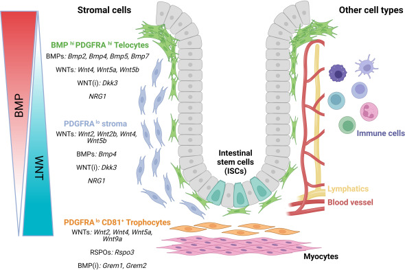 Stromal Niche Signals That Orchestrate Intestinal Regeneration ➡️ ow.ly/soSX50RveGN