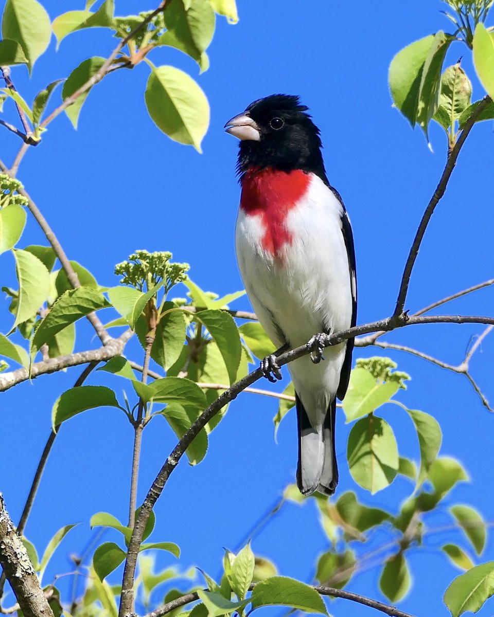 “The Rose-breasted Grosbeak represents joy, love, and transformation. Its striking appearance signifies balance, adaptability, and embracing change. As a totem, it encourages following one’s heart and embracing new beginnings.”
#HFHNCC #joy #love #balance #embrace  #picoftheday