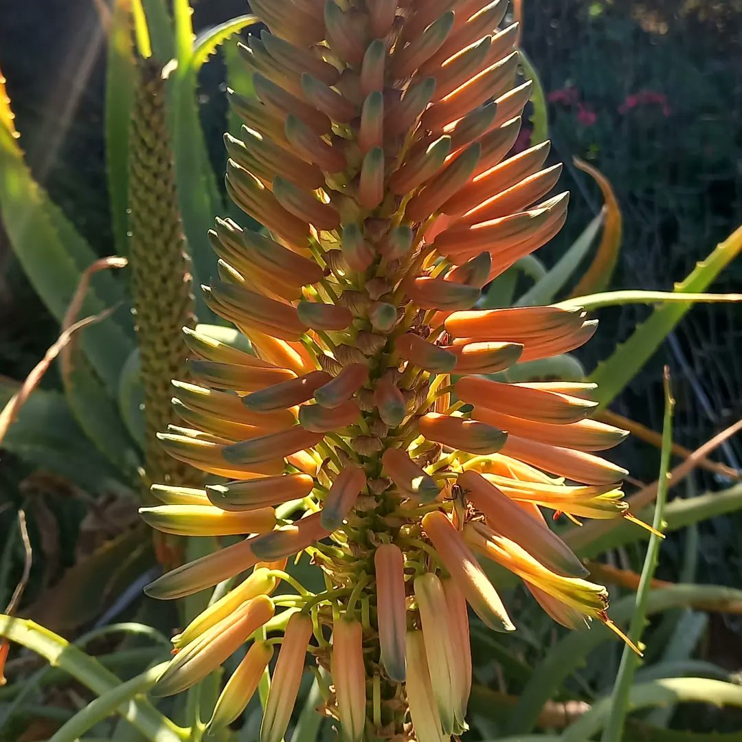 How beautiful are the aloes? 
Slowly but surely the little bell-shaped flowers are opening. 

#aloe #aloes #garden #kameelhuisetussenspore #kameel #route377 #Noordwes