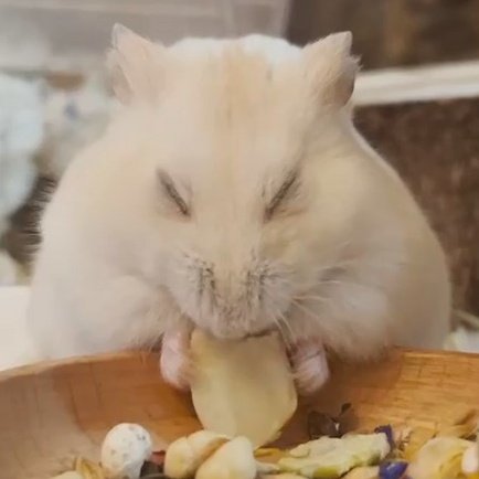 햄스터도 몽유병(?)이 있다..!
언젠가 한번은 애기가 눈을 감고 걸어나와서 이러고 밥을 먹다 다시 들어갔다
난생 처음보는 광경이라 숨죽이고 여러각도에서 요리조리 찍음