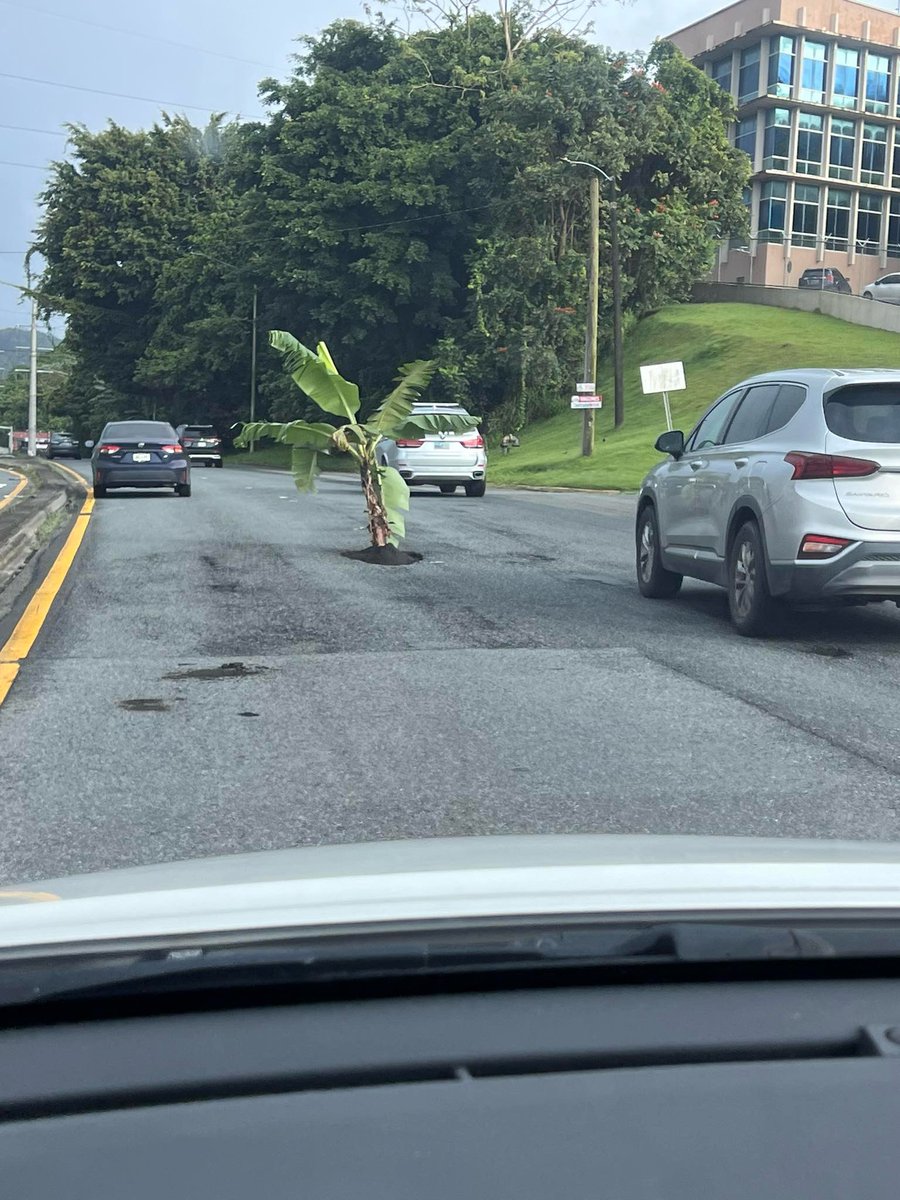 Siembran mata de Plátano en Carr #1 💪🏼no se bien el kilómetros es cerca de la oficina de manejo de emergencias #adoptaunhoyo @skytrafficpr @Motinsitepegas #puertorico