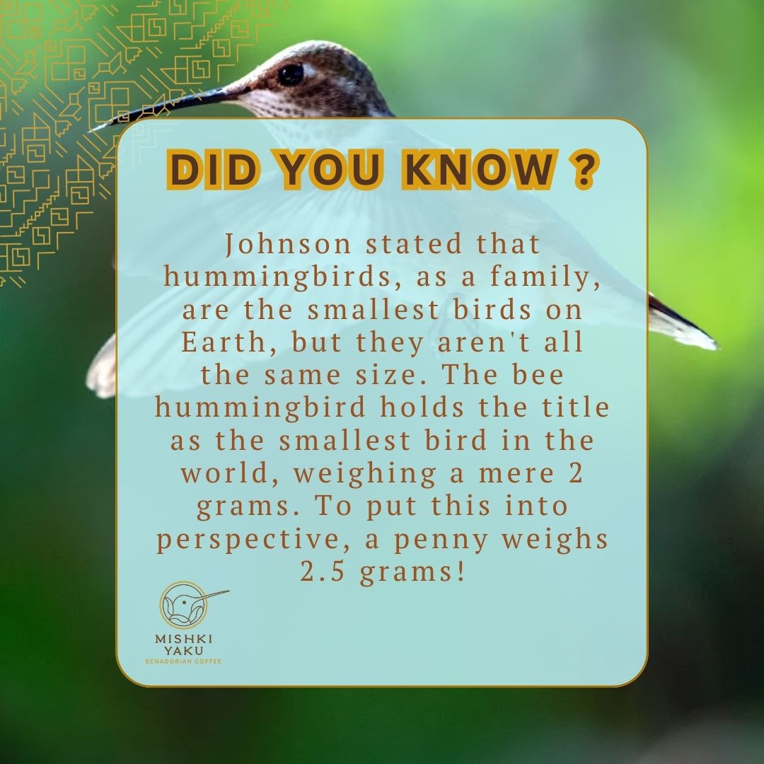 Ever wondered which birds take the crown as the smallest in the world? 'Johnson' a scientist or ornithologist who has researched and provided information about hummingbirds. #SustainableBusiness #MishkiyakuCoffee 🌿☕ #exoticluxury #luxurygifts #hummingbird