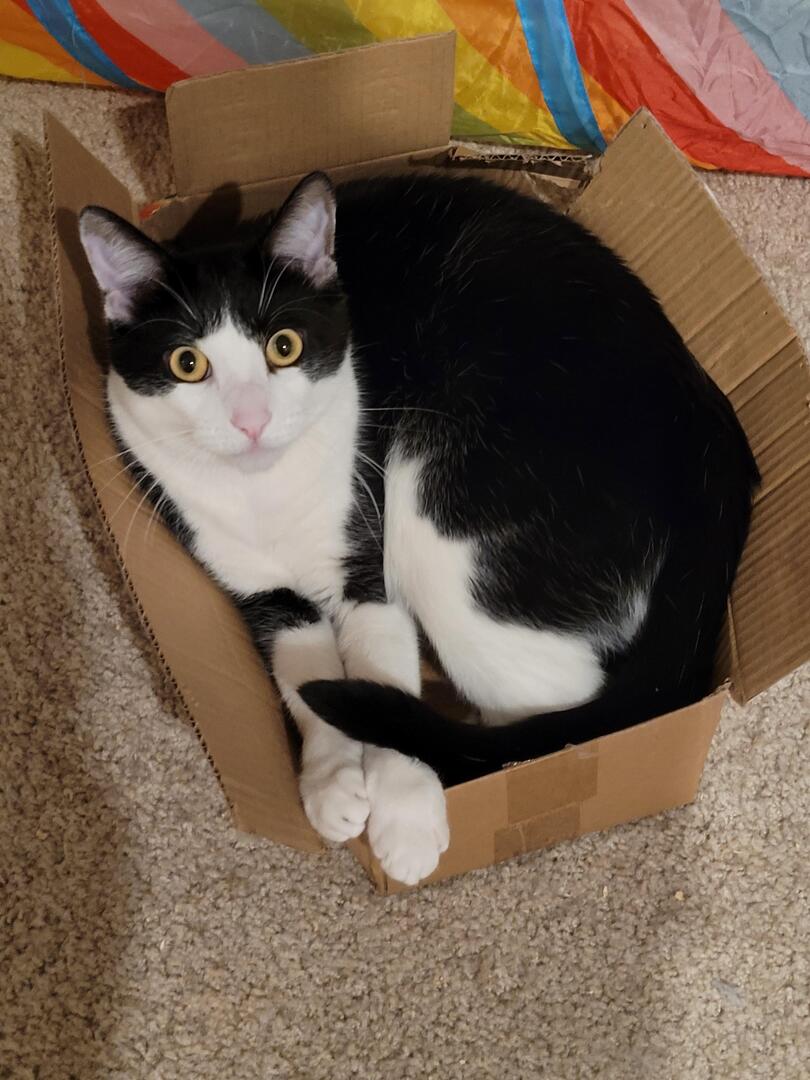 Please give me your best cat in box pics ❤ #CatsOfTwitter #Caturday #KittyTwitter #cats #catsfunny #CatLife #CatLovers #Caturday #MeowMonday #KittenLove ❤ FOLLOW FOR MORE ❤