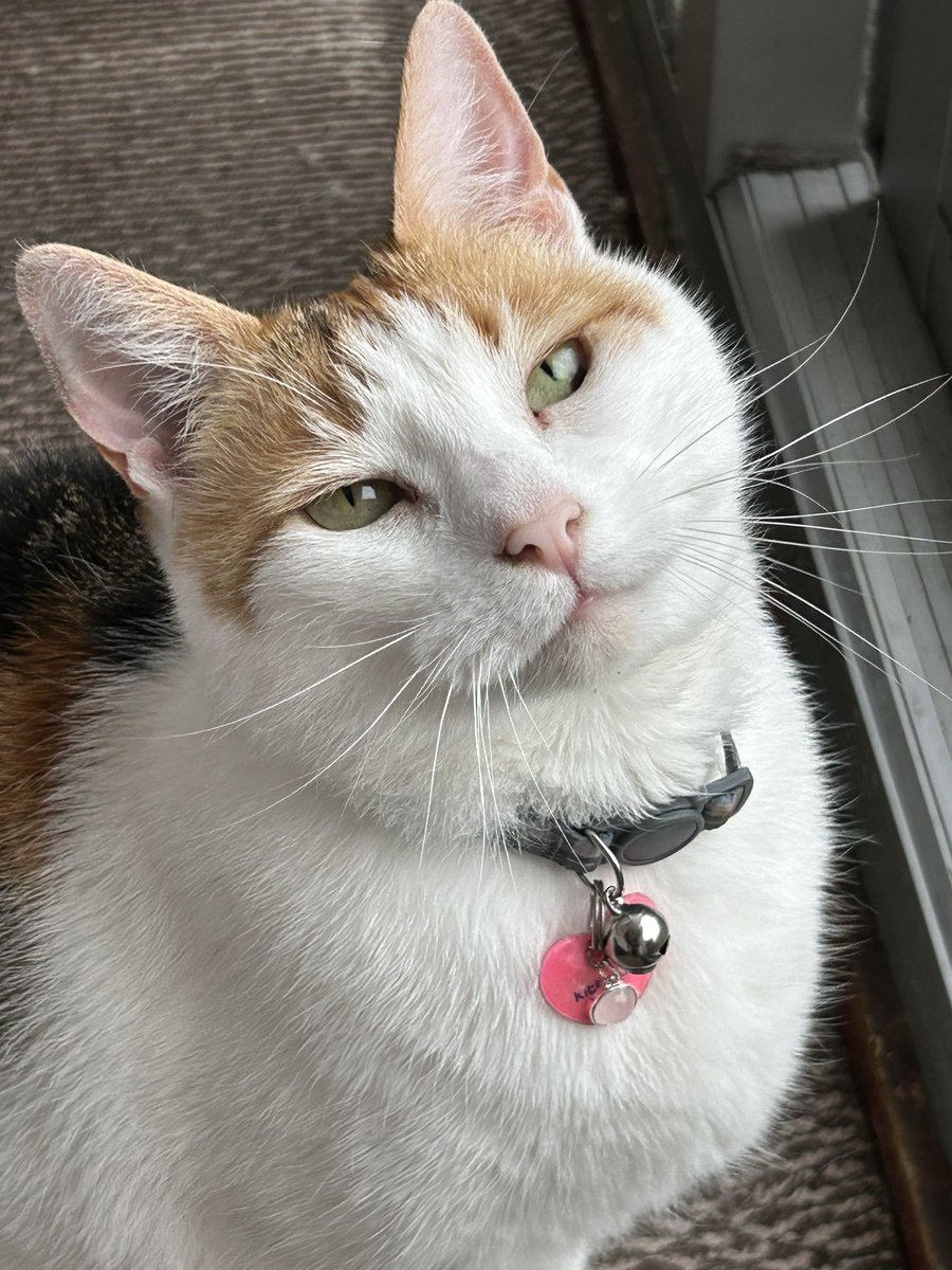 Mother got me a new charm for my collar 🐱 #RoseQuartz #NewCharm #CatsOfTwitter #CatsOfX #CalicoCrew #Calico #Cat #Cute