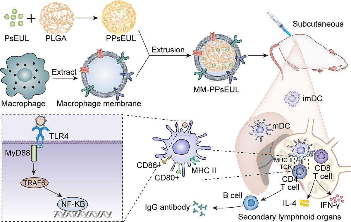 Macrophage membrane-coated Eucommia ulmoides polysaccharides-loaded PLGA nanoparticles as an effective antigen-targeted delivery system

X. Zhang et al. Southwest Minzu Uni.
doi.org/10.1016/j.apmt…
