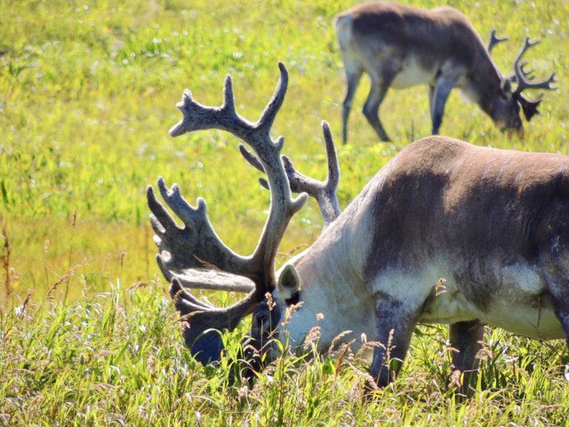 The caribou who have been around the lighthouse at Point Riche for many years now. I generally see them every time I visit the area.