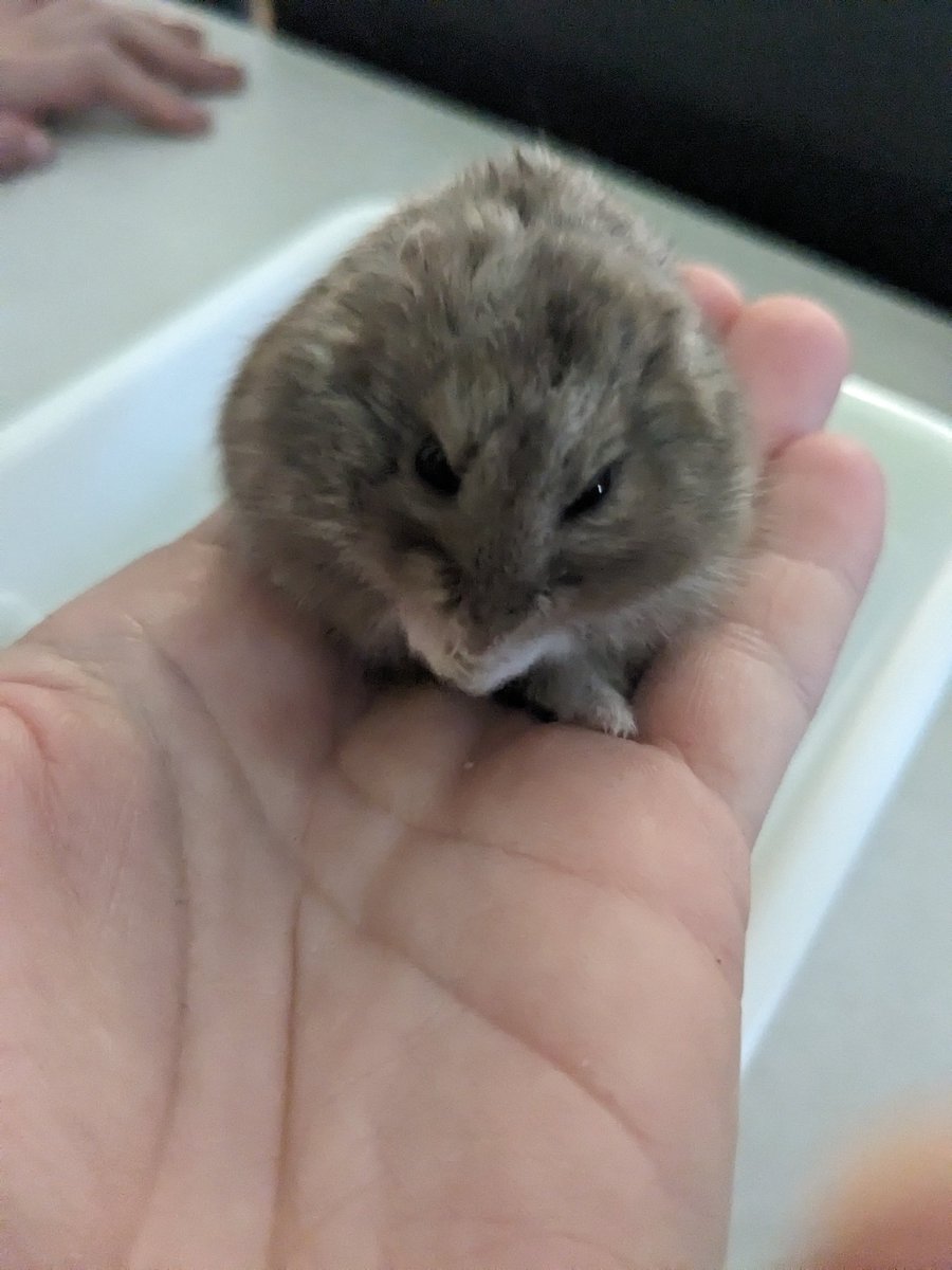 SultanTarnose's tweet photo. @lisadmacisaac Can confirm 😊 (the tiniest classmate ever!) https://t.co/Eo7Bh2Rlux