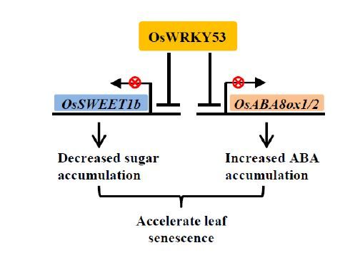 NEWS & VIEWS: SWEETs of Aging Plants: Role of OsSweet1b in Plant Senescence is Explained (Burcu Alptekin) buff.ly/4a7aCnN @burcuplants @ASPB #PlantSci