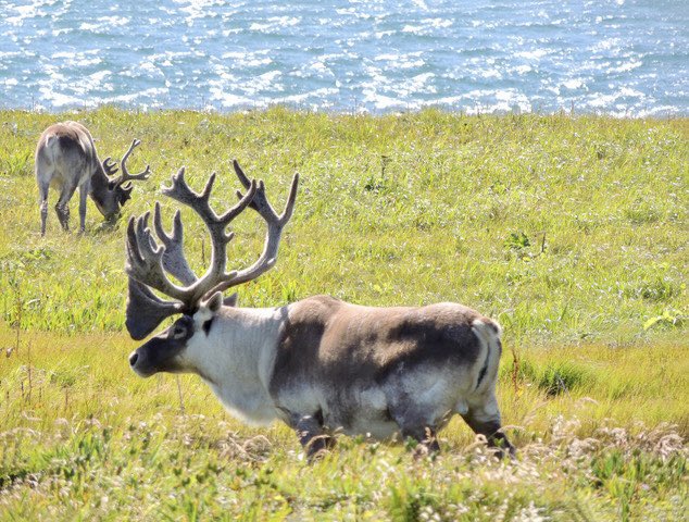 Many of the caribou around the Point Riche lighthouse are quite large and this guy was the obvious leader of the herd there.