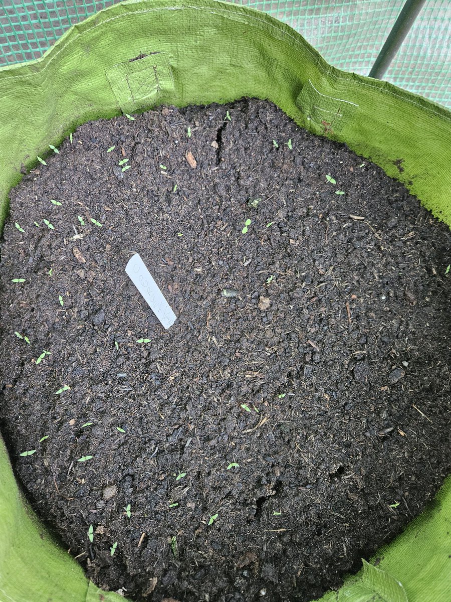 HappyHeadspace1's tweet photo. Might any #greenhouse #gardening enthusiasts have any idea.... I planted 6 courgette seeds & yet a load of seedlings have appeared #confussed concerned if loafs of weeds, can't tell if courgette seedlings & Ifnso why so many from just 6 seeds is that normal π€? https://t.co/RIloFzVpyJ
