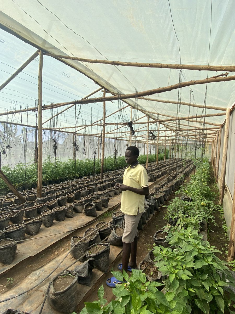 Access to finance for climate adaptation. Excited to meet a West Nile farmer that secured loans for irrigation & a greenhouse, making him resilient to rain patterns changes. Made possible though @aBiDevtFinance with DK support. @DKambUganda #DKinUganda 🇩🇰🇺🇬