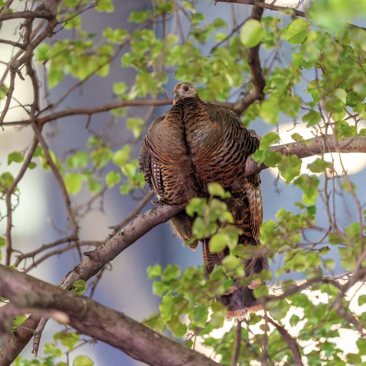 Nothing to see here — just a wild turkey that happens to be roosting in Midtown Manhattan.🤎🦃

#birds #birding #birdcpp