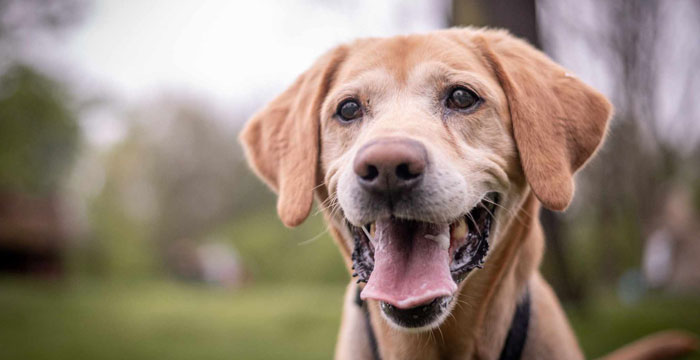 Bodo to pies, który potrzebuje troskliwej i kochającej rodziny
Więcej: adopcje.labradory.org/bodo/
tel: Natalia: 504 725 567 #labradoryorg #labradorydoadopcji #labrador #labradorretriever #adoptujpsa