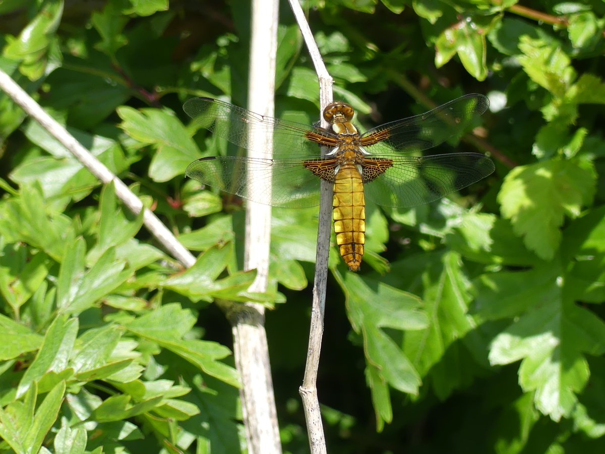 WildChurches tweet media