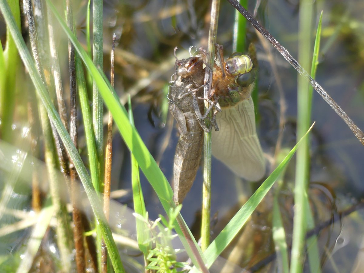 WildChurches tweet media