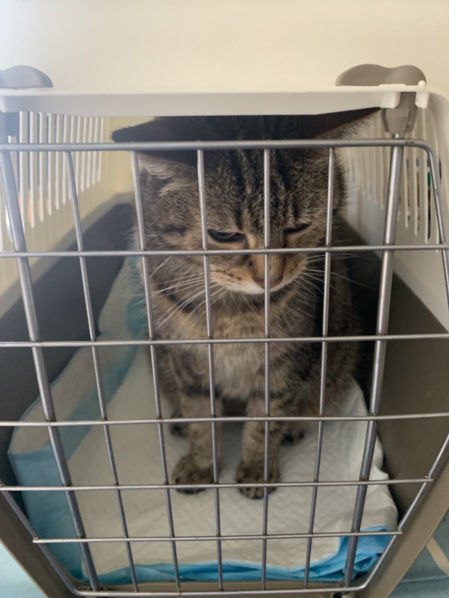 Prisoner Buffy ready in her basket for yet another purse lightening trip to the vet. Fingers crossed no pooping in car today 🤞