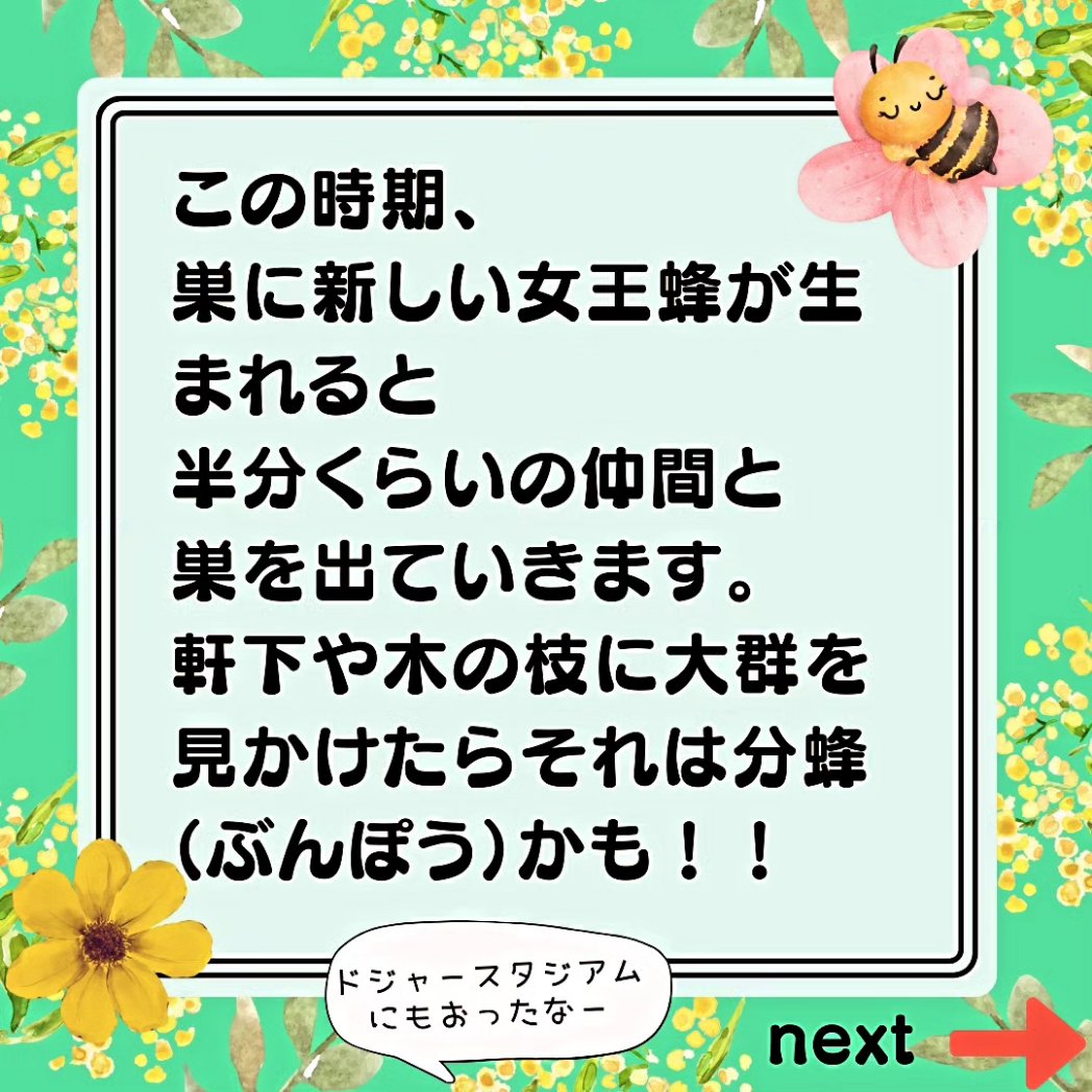 NPO_SJ's tweet photo. この時期、ミツバチの巣に新しい女王蜂が生まれると仲間を半分連れて巣を出ていきます。

これを分蜂（ぶんぽう）といいます🐝
ものすごい数にびっくりしてしまいますが攻撃性はありません。

小さな生き物も含めて持続可能（SDGs）を目指せるといいですね！🤗

#生物多様性 　#ミツバチ　#分蜂 https://t.co/oiJmUaCDT0
