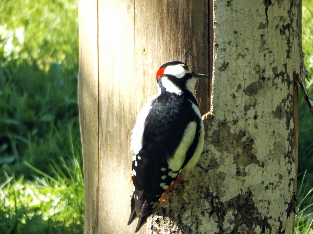 Suur- kirjurähn 
#woodpecker #BirdsOfX #BIRDSTORY