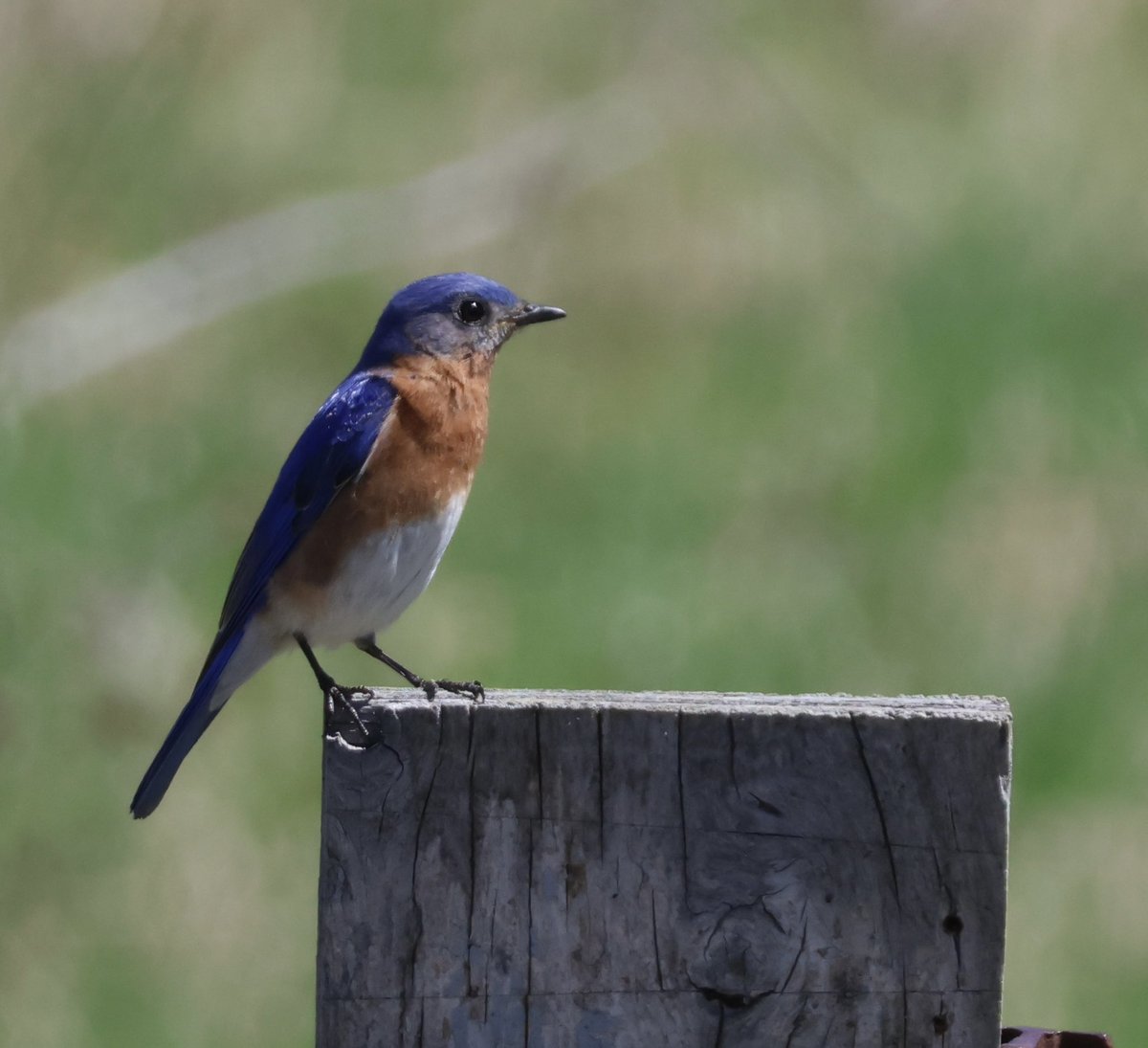 Baltimore Oriole and Bluebird yesterday in the Gatineau Park. #springmigration #birdwatching @ThePhotoHour