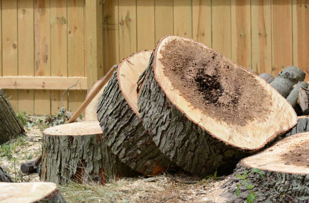 NeumannTreeCo's tweet image. When a tree is beyond saving, our tree removal services can safely and efficiently remove the tree from your property. We use state-of-the-art equipment and techniques to ensure the tree is removed without damaging your property or surrounding trees.