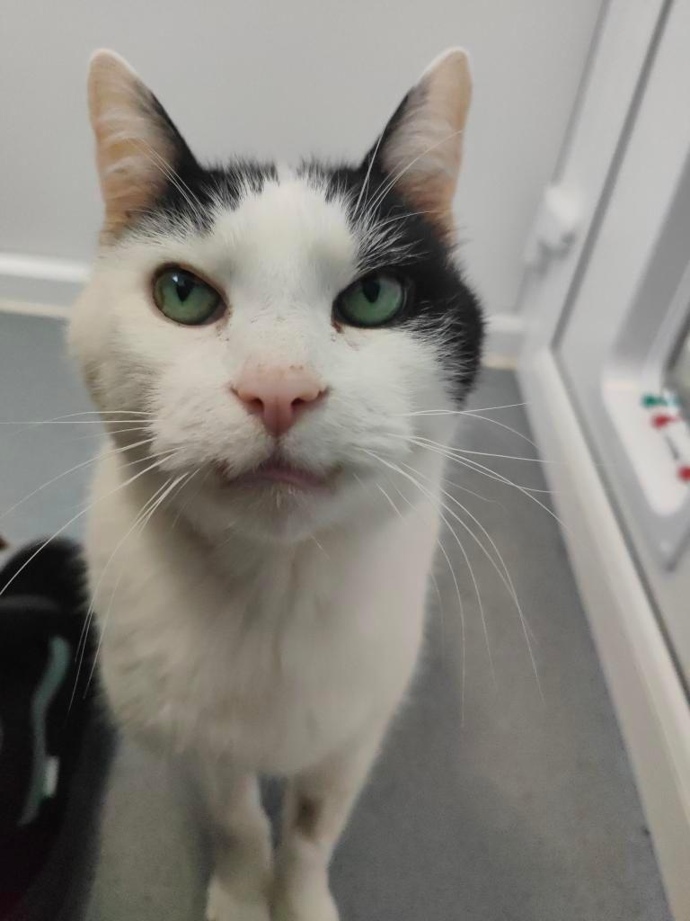 At 14, Tinker is looking to fly solo in an adult only #fureverhome 🏡

He arrived at the Tyneside AC after his previous owner sadly passed away 💔 

He thrives on human interaction & would love nothing more than to snuggle up with you on the sofa 🫶🏻

👇🏻👇🏻
cats.org.uk/findacatform/?…