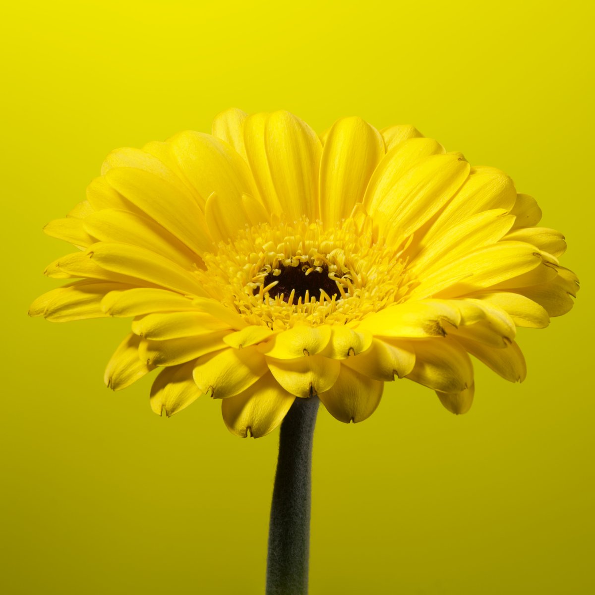 Flower photo of the day. Yellow Gerbera.

#macro_globe #bloemenfotografie #raw_macro #macro_world #flowersandmacro #macroexperience #macroandflora #macroviewpoint  #raw_flowers #snap_flowers