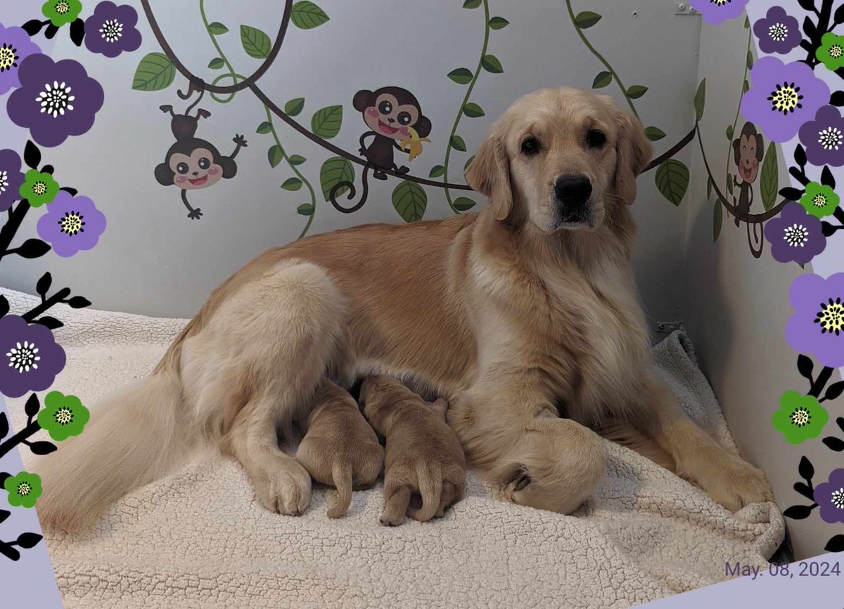 Our breeder just sent this picture. Our original plan was a puppy in the fall, with another breeder. But she contacted us last night, saying she had a litter with one boy and one girl, and the boy was ours if we wanted him. She put us on top of her list. Our hearts are full.