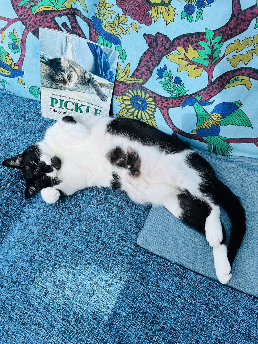 @GonzotheCat1 @PickliciousF @FelineFriendsUK @AllDogsMatter “We thought we’d read everything there was to read!
How wrong we were!
This rollercoaster tome of Pickle’s Hampstead adopted floofy daily life, is gripping, as magnetising a read, as a catnip toy and we like the pictures especially!
Your life is empty without it!”
#PickleDiary