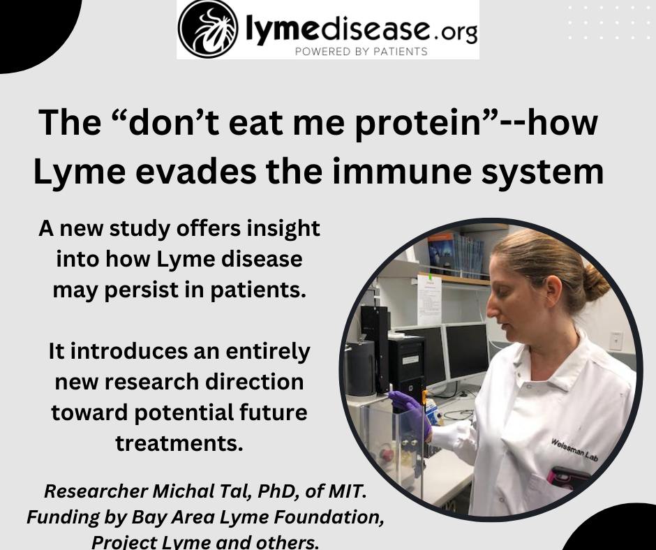 'We’ve unlocked a critical door to understanding how this bacteria, and possibly other pathogens, manage to trick the immune system... ' said Michal Tal, PhD @ImmunoFever, @MITdeptofBE READ MORE lymedisease.org/dont-eat-me-pr… via @BayAreaLyme #LymeDiseaseAwarenessMonth