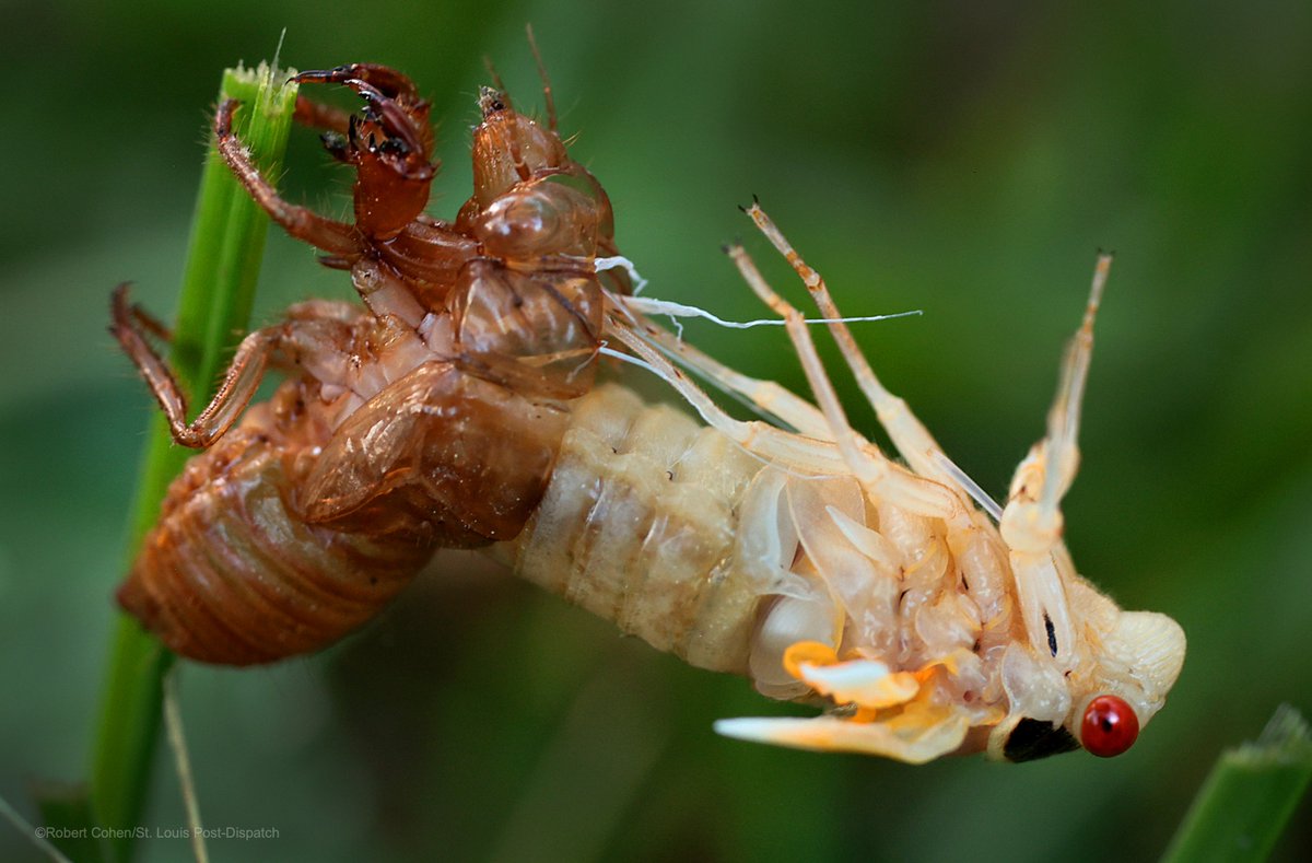 So this is what they look like when cicadas emerge from their exoskeleton. We're gonna have half a trillion in St. Louis. #cicadafever2024