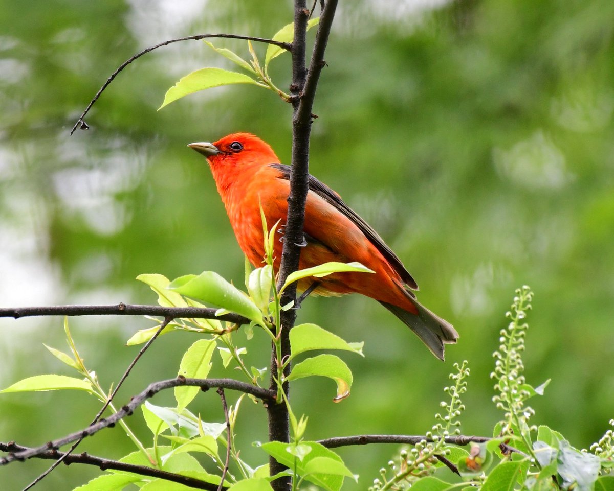 I'm potato birding in Central Park(sitting very quiet&still like a tater)&one of my all time favorite birds said hello just moments ago: Scarlet Tanager! Seeing this  bird never, ever gets old. Absolutely breathtaking every single time I'm fortunate enough to see one. ❤️