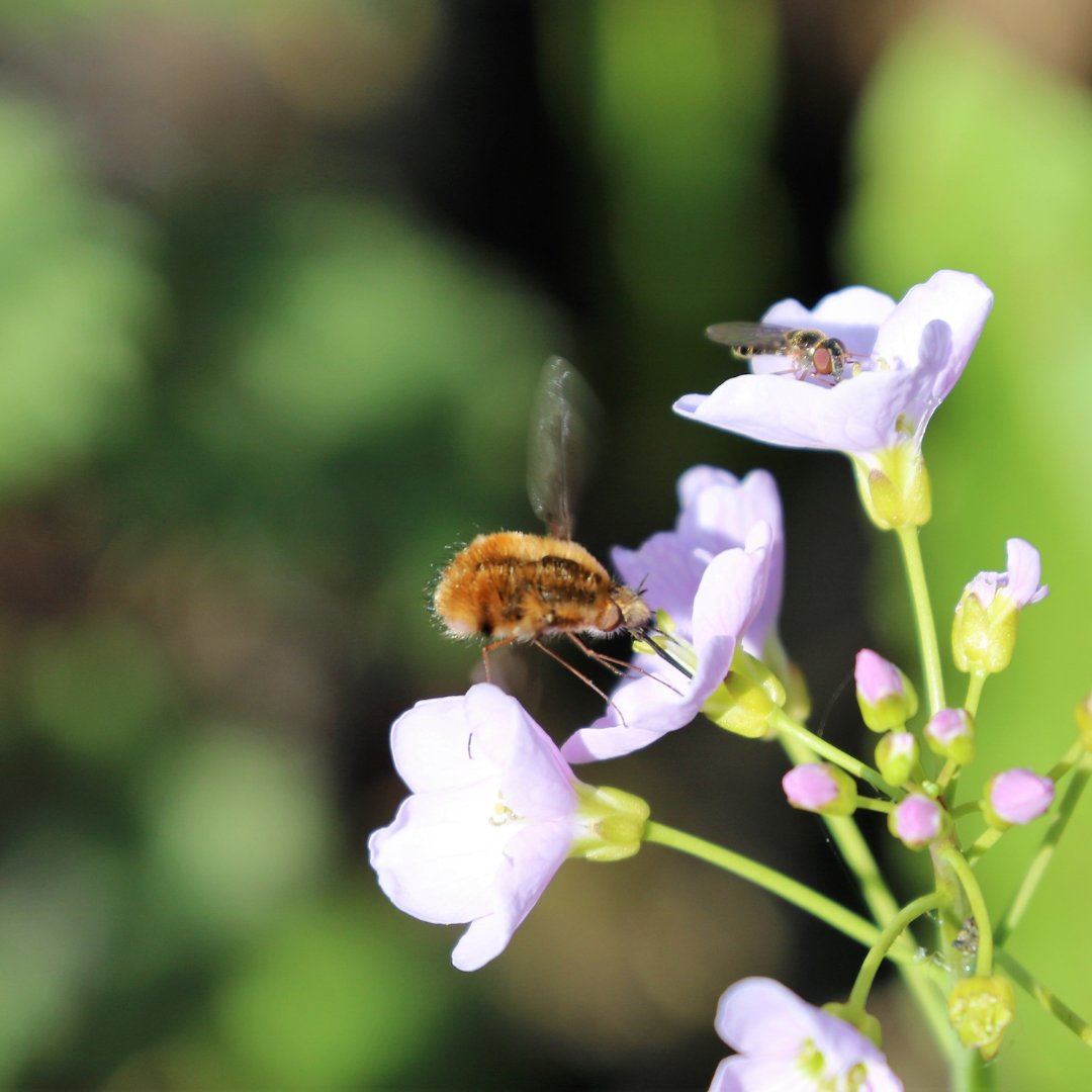 It is #WorldBeeDay today 🐝 Let's celebrate these tiny yet mighty pollinators who play a crucial role in our ecosystem. From flowers to food, bees keep our world blooming and thriving. Let's protect and cherish them today and every day! 🌼🍯