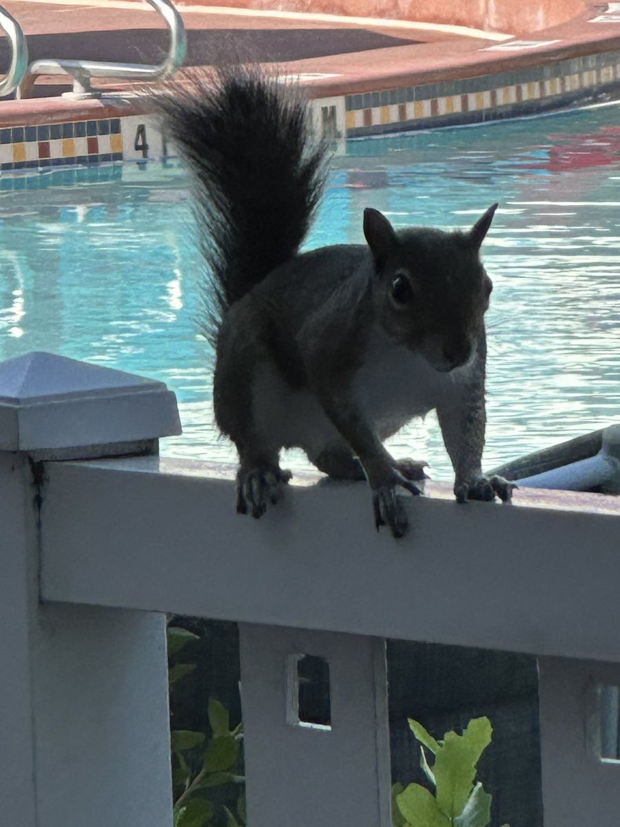 Little friend by the pool at the boardwalk 🥰