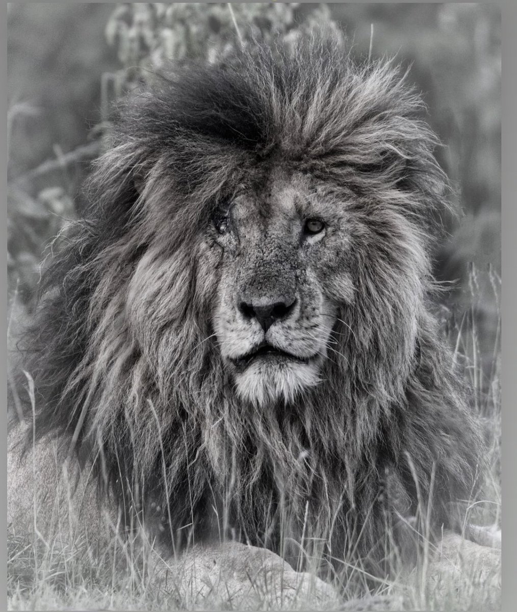 Remembering iconic Scar 🙏🙏 One-eyed and mighty mane - he was the cynosure of all eyes and had Masai Mara crowds drooling all over him- why not!! Look at him… . . Credits:Grabriela Staebler