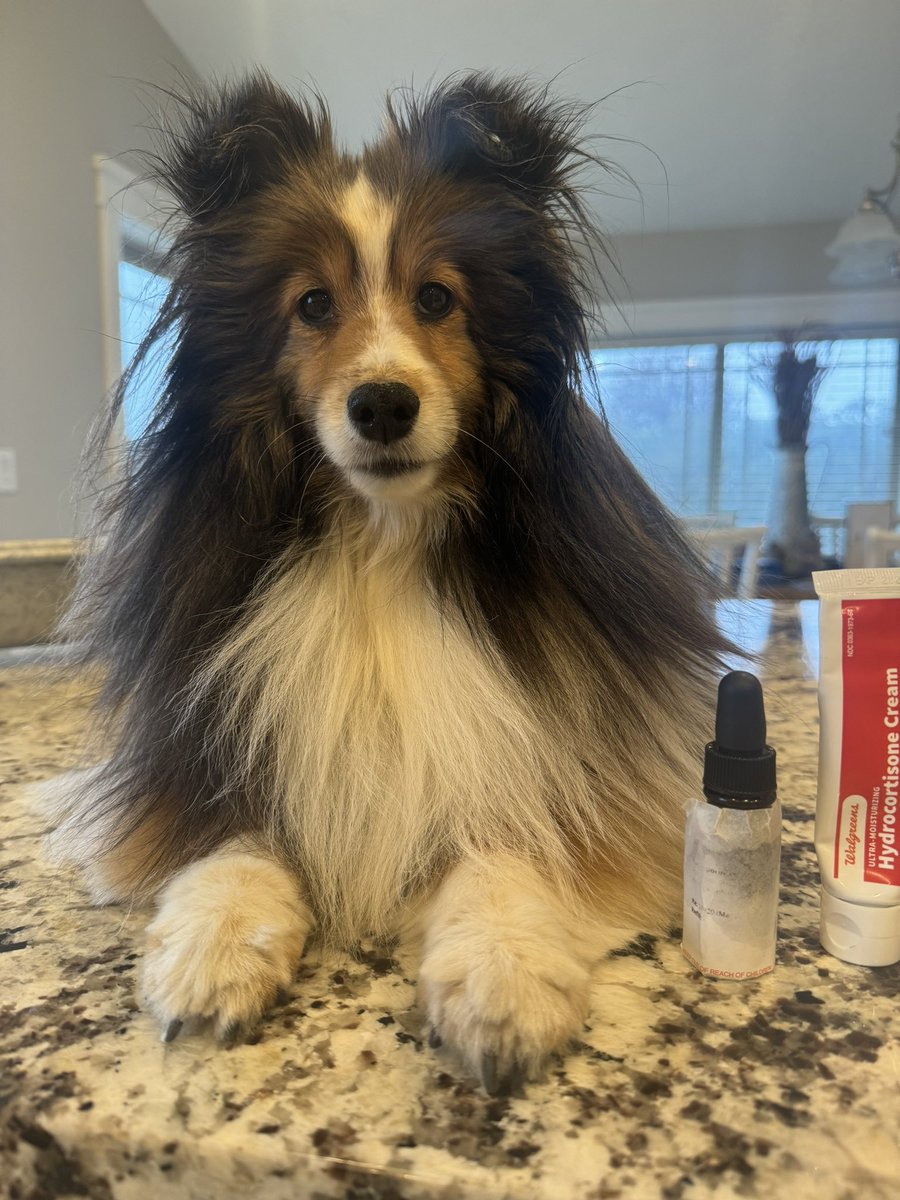 #PostAFavPic4VioletMay24 Day 8 Starts with G. Good girls get a cheese treat after getting morning eyedrop’s and nose cream. #pets #dogs #dogsoftwitter #dogsofx #dogmom #sheltie #cute #petlife #xdogs