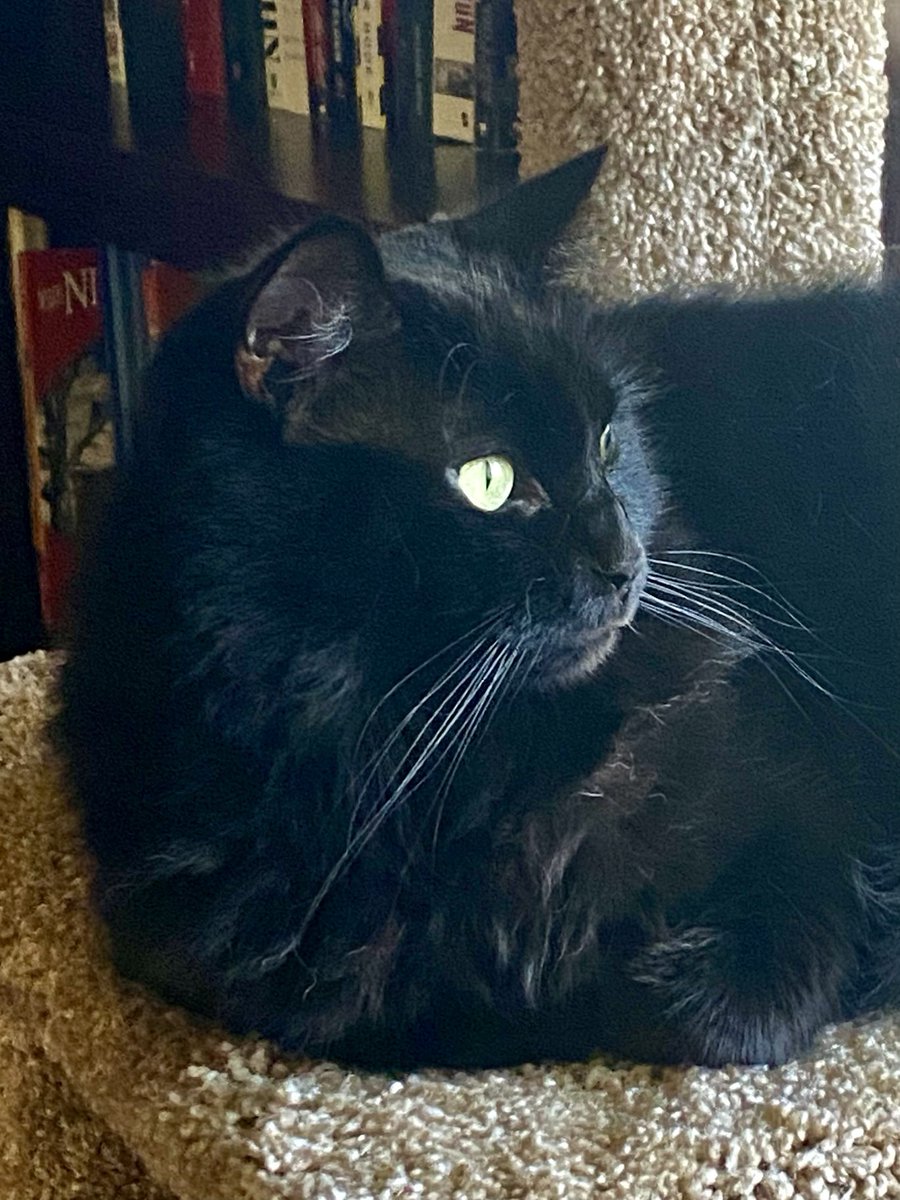 🐾Yay! A Beautiful ☀️ day in CA, on 
     this #WhiskersWednesday! The
     🪟 will be opened, and Sally & I 
      can enjoy.☺️🐾
        With or without fur,we ❤️ you!😌
            🖤~Sabrina

#CatsOfTwitter #CatsOfX #CatsAreFamily #WednesdayCats #AdoptedCats #Cats