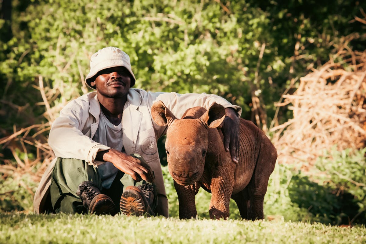 LostRhino's tweet photo. Adopted Rhino Update!
Just as rhinos are known for their obstinance, they also love their routines &amp; rituals. Chamboi embodies this trait with particular fervour. He's obsessed with one particular blanket - a woollen, cherry-red number - and flatly refuses to wear anything else. https://t.co/7pdv5AN6A0