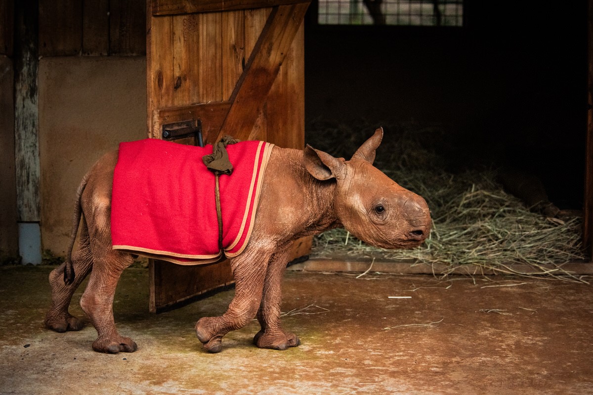 LostRhino's tweet photo. Adopted Rhino Update!
Just as rhinos are known for their obstinance, they also love their routines &amp; rituals. Chamboi embodies this trait with particular fervour. He's obsessed with one particular blanket - a woollen, cherry-red number - and flatly refuses to wear anything else. https://t.co/7pdv5AN6A0