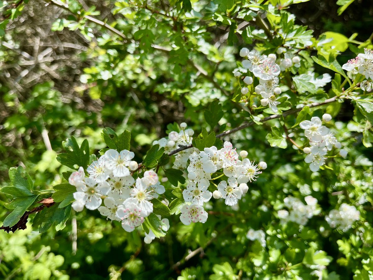 Attempting a partial walking of the North Downs Pilgrim trail with Didier the Doodle on this glorious May day, though he insisted on stopping to sniff every leaf, twig & burrow. I now realise why Chaucer did *not* include dogs in the Canterbury Tales.