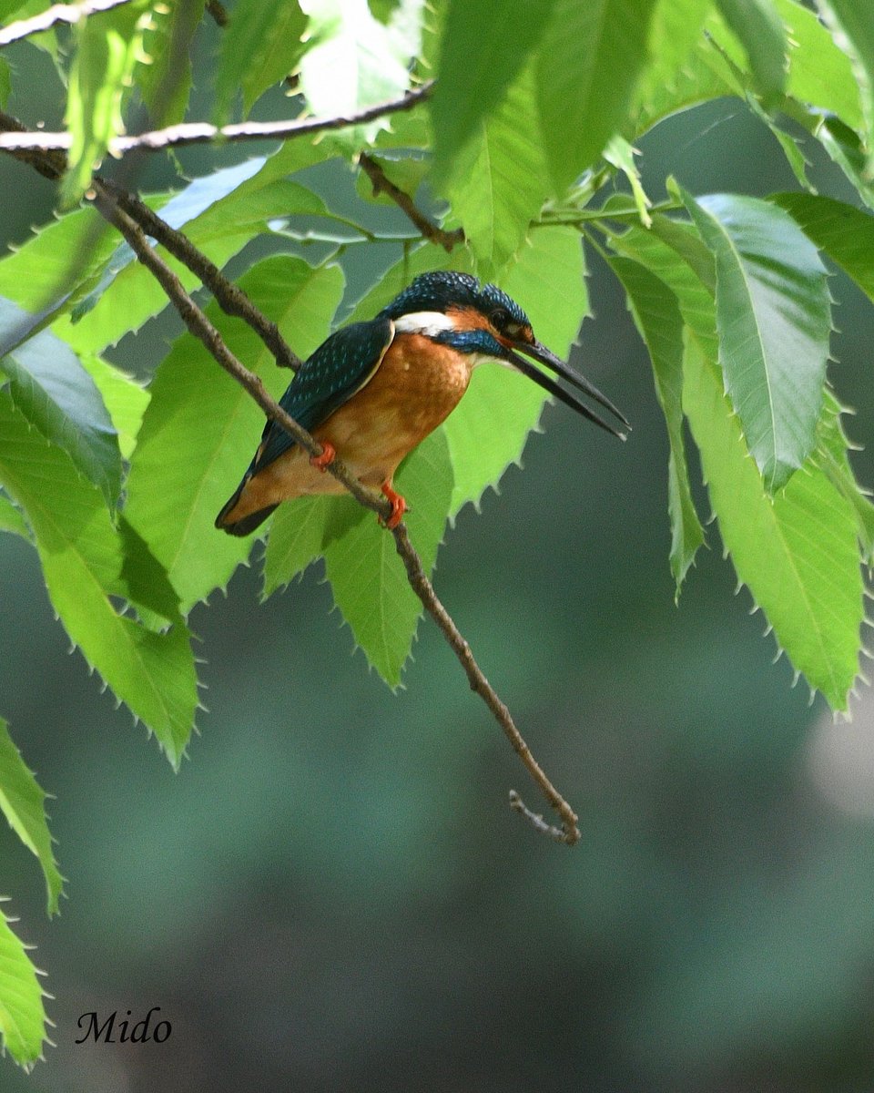Kingfisher #birds #birdphotography #birdtonic #birdtwitter #wildlife #wildlifephotography #Tokyo #Japan