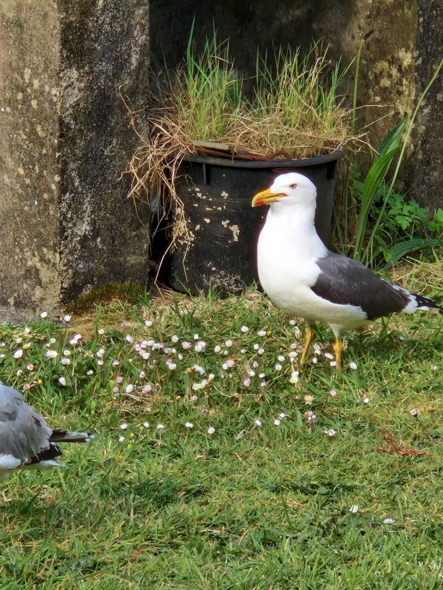 Mary Cadogan (@marycadogan1) on Twitter photo 7th year for this LBB to come back to the garden. <a href="/BirdWatchIE/">BirdWatch Ireland</a> <a href="/CCBOIE/">Cape Clear Bird Obs</a> <a href="/oliver_geoff/">Geoff Oliver</a> <a href="/Steveccbo/">Steve Wing</a> 7th year for this LBB to come back to the garden. <a href="/BirdWatchIE/">BirdWatch Ireland</a> <a href="/CCBOIE/">Cape Clear Bird Obs</a> <a href="/oliver_geoff/">Geoff Oliver</a> <a href="/Steveccbo/">Steve Wing</a>